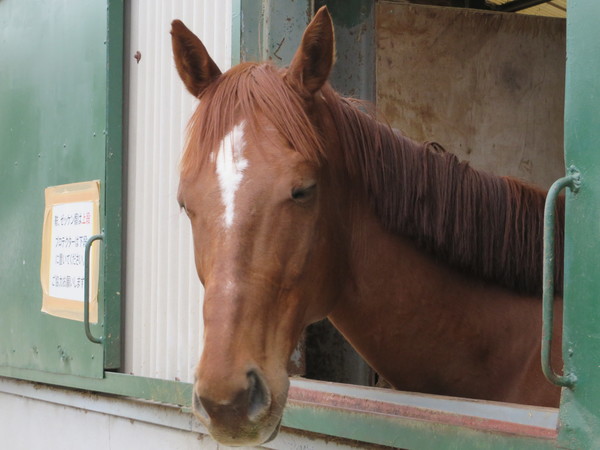 ��n�N���u �N���C�����X��