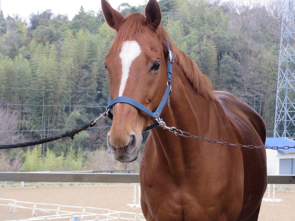 ��n�N���u �N���C�����X��