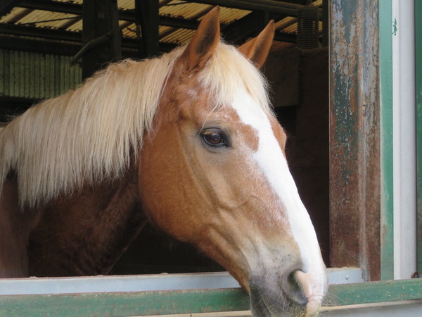 ��n�N���u �N���C�����X��