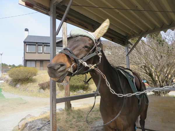 乗馬クラブクレイン 湯布院の写真一覧 じゃらんnet