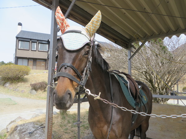 乗馬クラブクレイン 湯布院の写真一覧 じゃらんnet