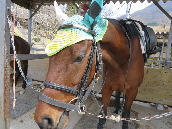 乗馬クラブクレイン 湯布院の写真一覧 じゃらんnet