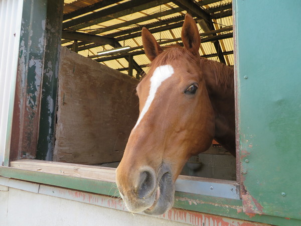 ��n�N���u �N���C�����X��