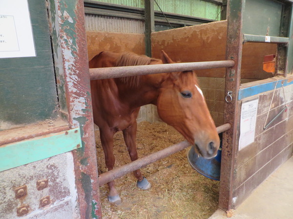 ��n�N���u �N���C�����X��