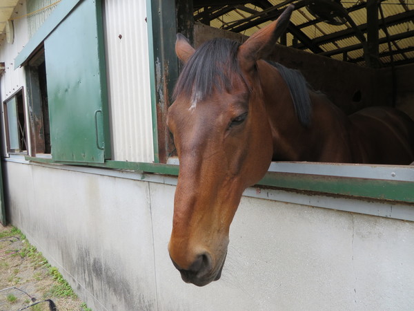 ��n�N���u �N���C�����X��