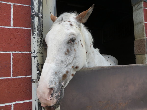 乗馬クラブクレイン 湯布院の写真一覧 じゃらんnet