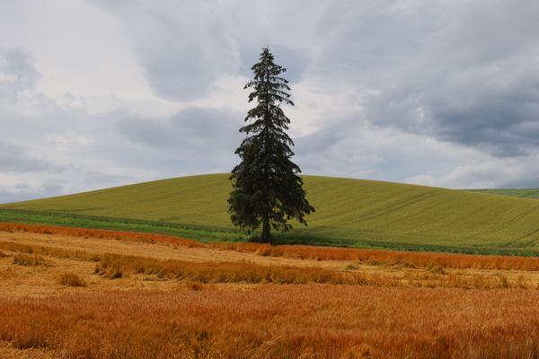 �p�m���}���[�h