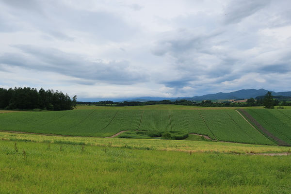 �V�h�̋u�W�]����