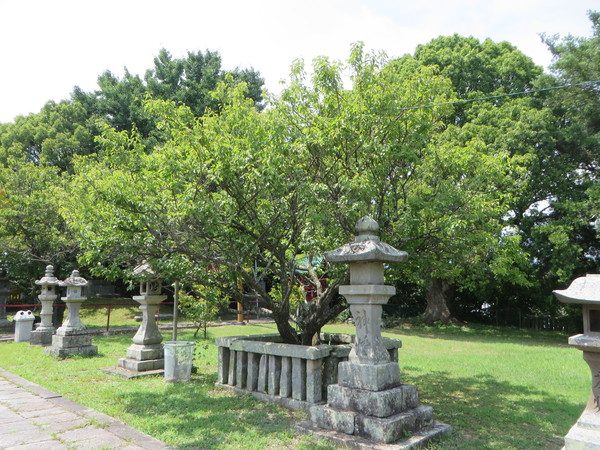 �n�z�V����