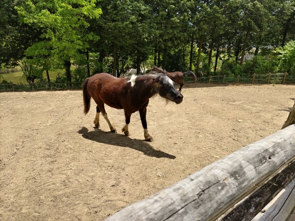 �ɂ�ɂ�z�[�X�X�N�[��