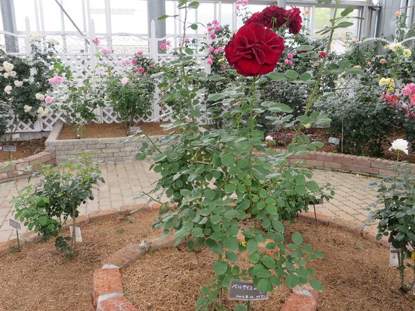 ASO MILK FACTORYi͂Ȉhj