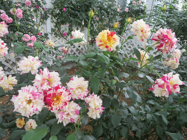 ASO MILK FACTORYi͂Ȉhj