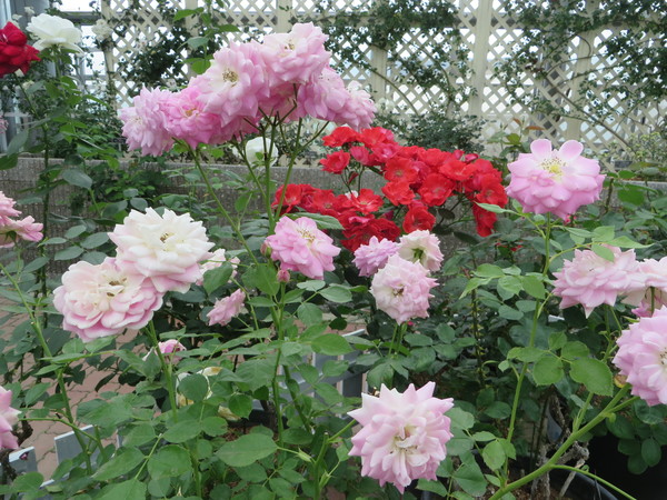 ASO MILK FACTORYi͂Ȉhj