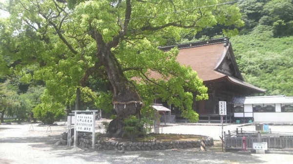 �{�����̑�N�X�m�L