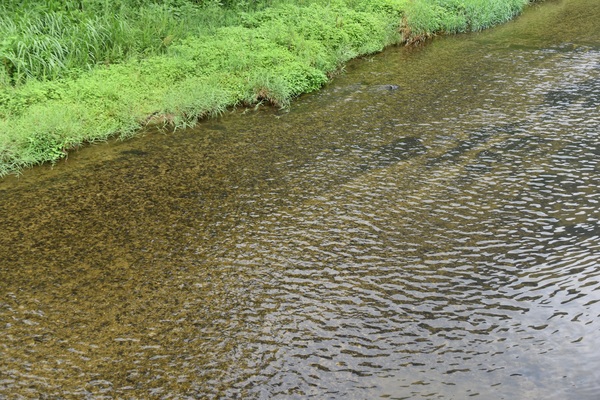 �I�v�̏h�@�����