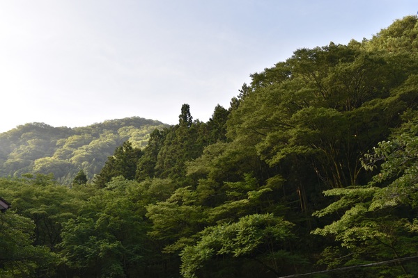 �I�v�̏h�@�����