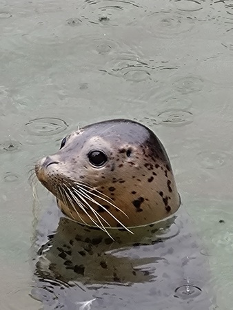 ���R������