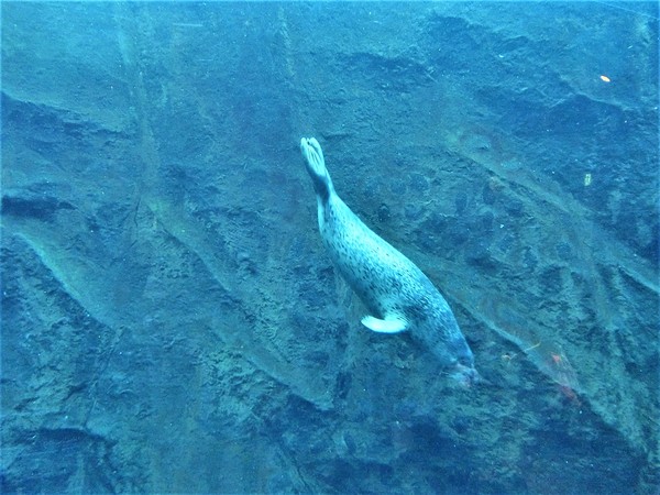 ���R������