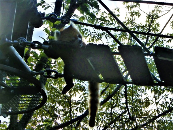 ���R������