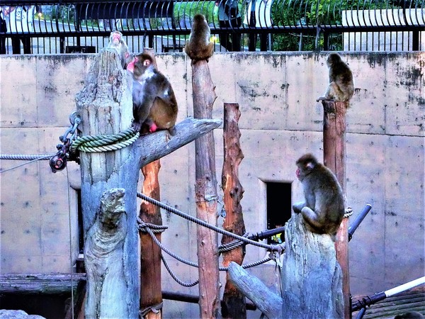 ���R������