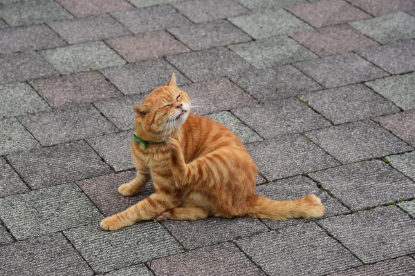 ������@���̋�