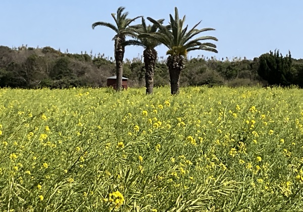 �ɗǌ΍؂̉ԃK�[�f��