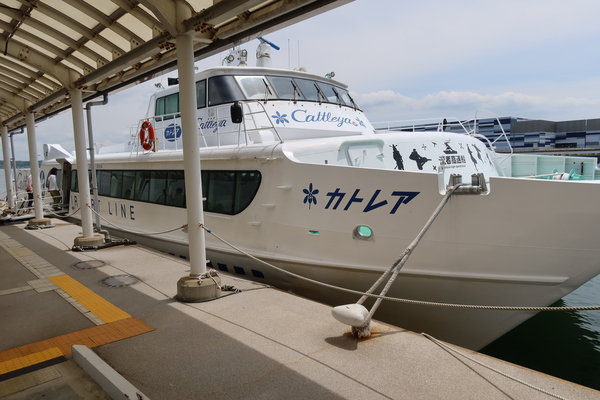 �ÃG�A�|�[�g���C���������