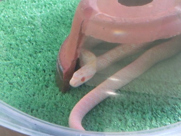 �⍑�V���w�r�̊�