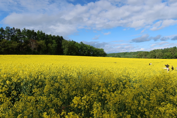 �������̍؂̉Ԕ�