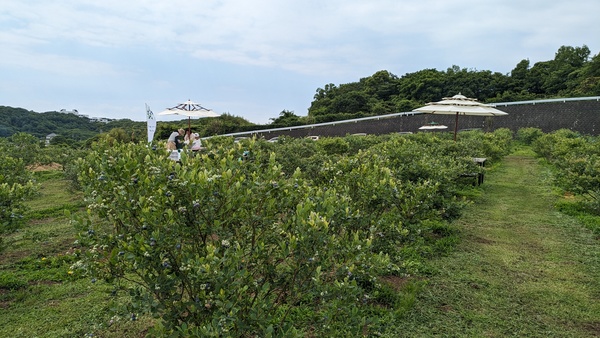 ���������˔_��