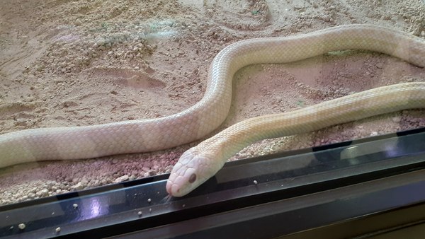 �⍑�V���w�r�̊�