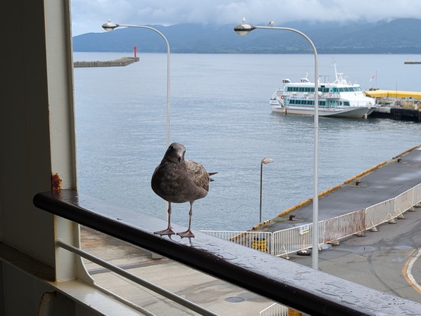 ���Í`�^�[�~�i��