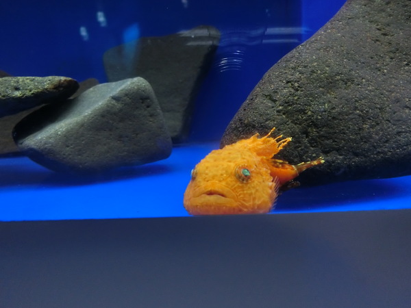 �I�z�[�c�N���X��