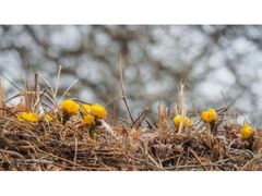 �������̗��̌����̎ʐ^1