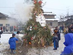 �W���̃T�C�m�J�~�i�ǂ̐_�܂�j�̎ʐ^1