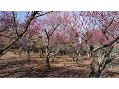 ���{���~���@�~�̊Ϗ܂̎ʐ^1