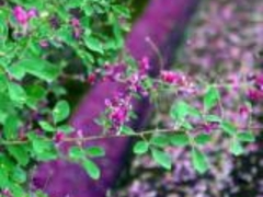 ���̕􉷐�̃n�M�̎ʐ^1