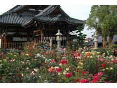 新沢千塚古墳群のクチコミ一覧 - じゃらんnet