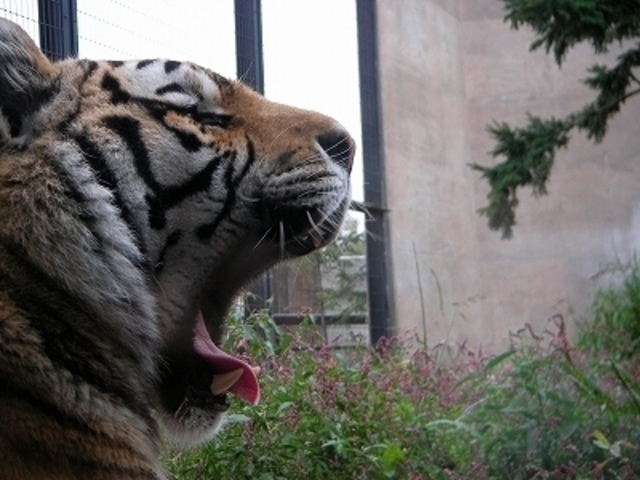 ���R������