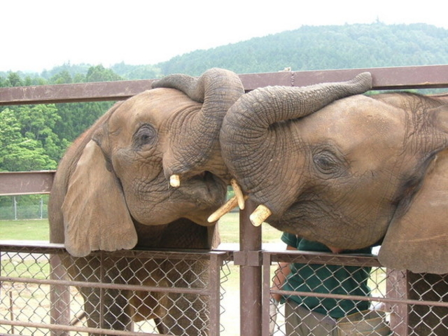 �H�g�䎩�R���������T�t�@�������h