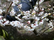 Nori̋IBΐ_cӔ~т̓eʐ^1