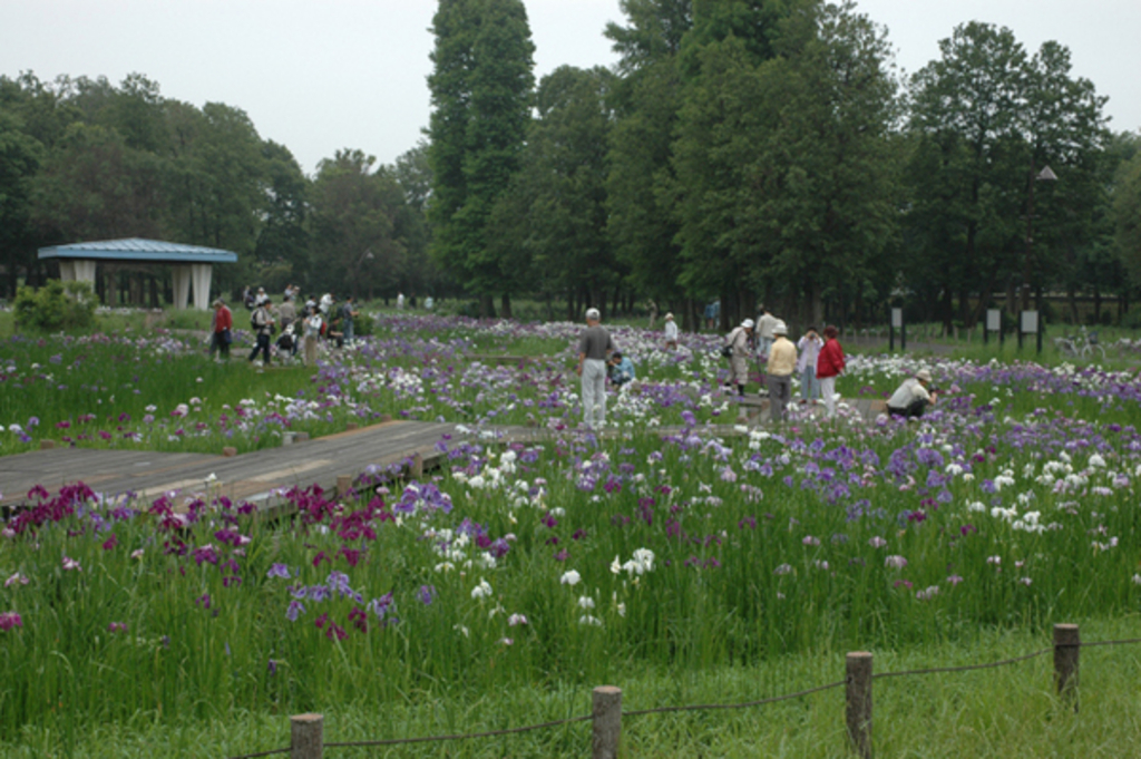 花菖蒲 水元公園 アクセス 営業時間 料金情報 じゃらんnet