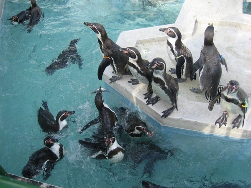 東京 この夏行きたい動物園 水族館 人気おすすめ11選 じゃらんニュース