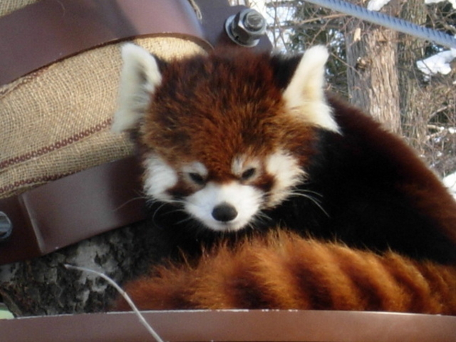 ���R������