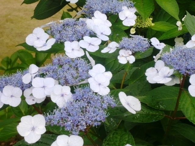 �{�����̂�������