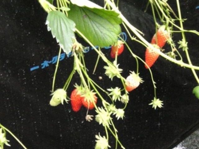 �@���΂Ԃǂ����