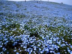 manayuna̍cЂClւ̓eʐ^1