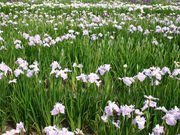 񂿂񂳂̏Ҋ䂠߉̉Ԃ傤Ԃ̓eʐ^1