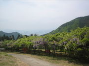 uyamre̎RVc̓I̓eʐ^1