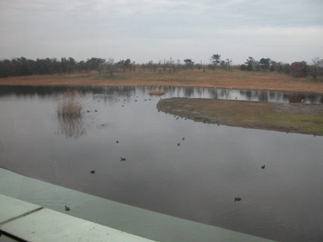 �C���o�[�h�p�[�N�^�x�R�V�`�ՊC�쒹��